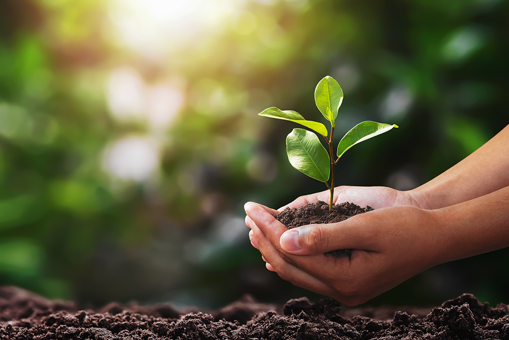 hand holding small tree for planting. concept green world